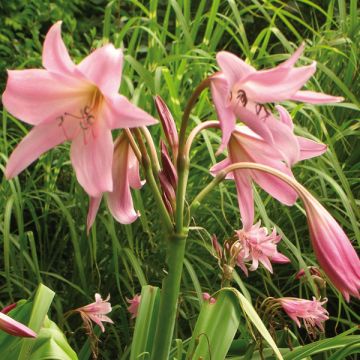 Crinum powellii Rosea - Haaklelie roze