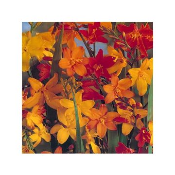 Crocosmia crocosmiiflora Mix Giant - Montbretia
