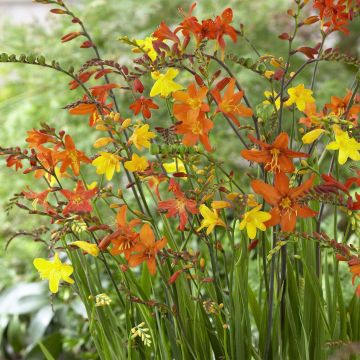 Crocosmia crocosmiiflora Mix (zaad) - Montbretia