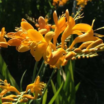Crocosmia masoniorum Rowallone Yellow - Montbretia