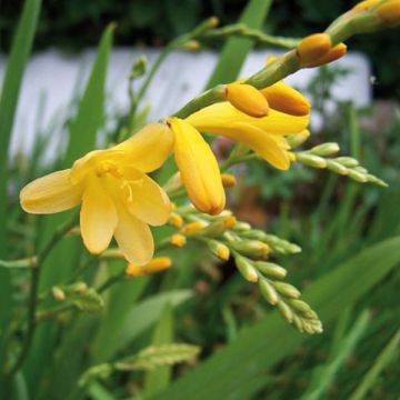 Montbretia Walberton Yellow - Crocosmia