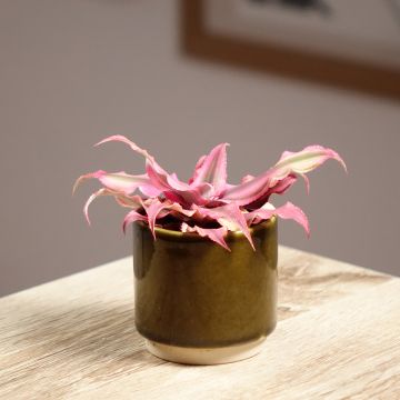 Cryptanthus Pink Star - Aardster