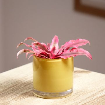 Cryptanthus Super Pink - Aardster