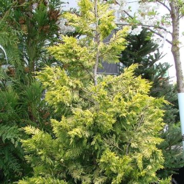Cupressocyparis leylandii Gold Rider - Leylandcipres