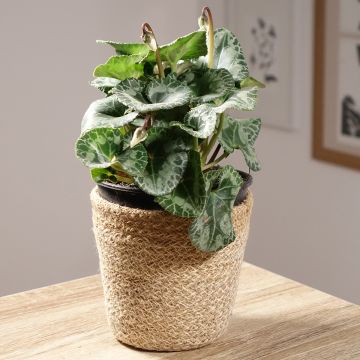 Perzische cyclaam Wit