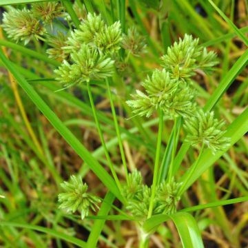 Cyperus glaber - Parapluplant Cyperus glaber - Parapluplant