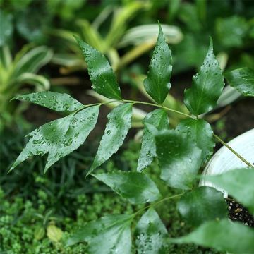 Cyrtomium devexiscapulae - Ijzervaren