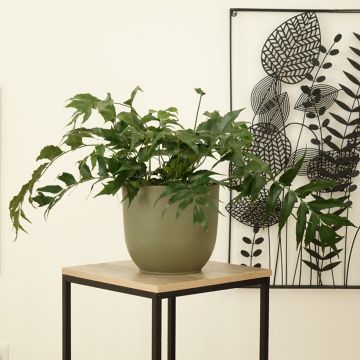 Cyrtomium falcatum - IJzervaren