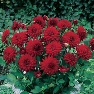 Dahlia Red Pygmy - cactusdahlia