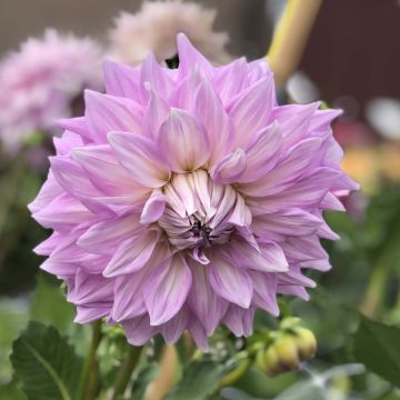 Dahlia Almand s Joy - decoratieve dahlia
