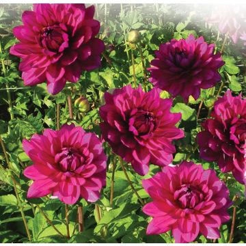 Dahlia Berner Oberland - waterleliedahlia