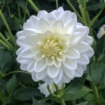 Dahlia Peace Pact - Waterleliedahlia