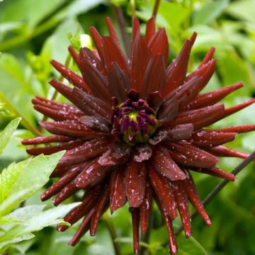 Dahlia Chat Noir - cactusdahlia