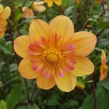 Dahlia Kelsey Annie Joy - halskraagdahlia