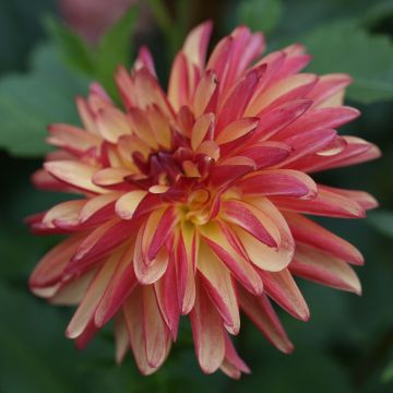 Dahlia Crazy Legs - decoratieve dahlia