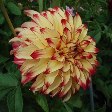 Dahlia Lady Darlene - grootbloemige dahlia