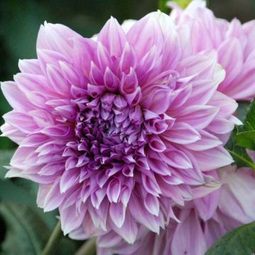 Dahlia Lilac Time - grootbloemige dahlia