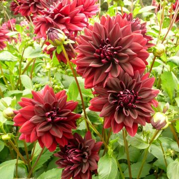 Dahlia Sam Hopkins - grootbloemige dahlia