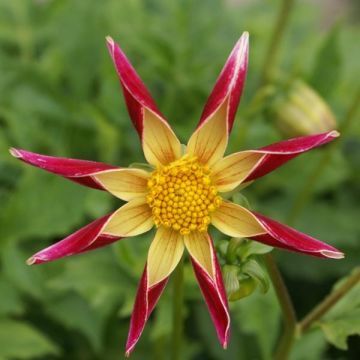 Dahlia Tahoma Moonshot Honka