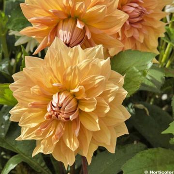 Dahlia Mr Loyal - decoratieve dahlia