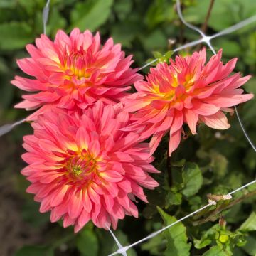 Dahlia Extase - dwergdahlia