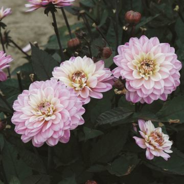 Dahlia Gallery De la Tour - dwergdahlia