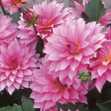 Dahlia Gallery Renoir - dwergdahlia