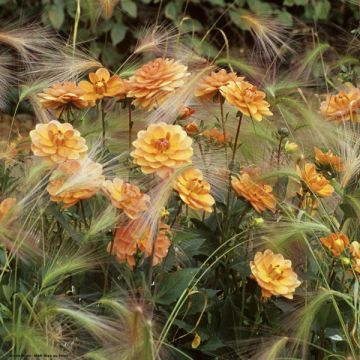 Dahlia Dr Ph. Riedell - Waterleliedahlia