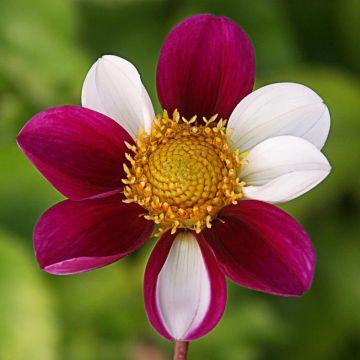 Dahlia Twynings Smartie - perkdahlia