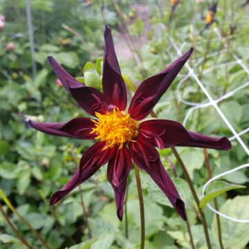 Dahlia Verrone's Obsidian - orchideebloemige dahlia