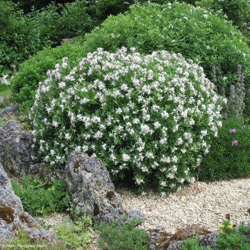 Daphne Eternal Fragrance - Peperboompje