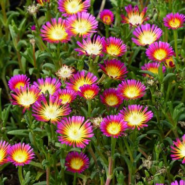 Delosperma Wheels of Wonder Hot Pink - Ijsbloem