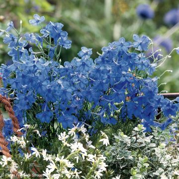 Delphinium grandiflorum Blue Diamonds (zaad) - Ridderspoor