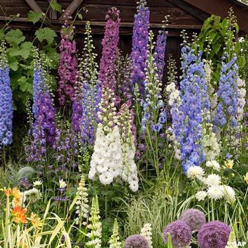 Delphinium elatum Magic Fountain Mix (zaad) - Ridderspoor