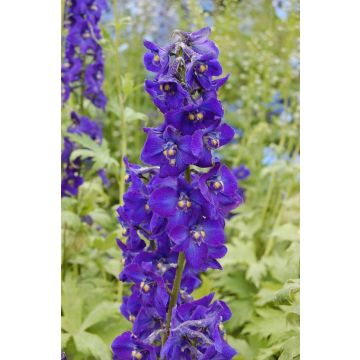 Delphinium belladonna Kleine Nachtmusik - Ridderspoor