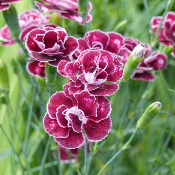 Dianthus allwoodii Romeo - Anjer