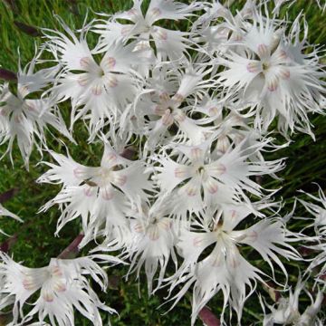 Dianthus arenarius - Zandanjelier