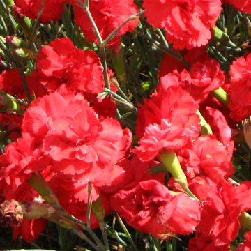 Grasanjer David - Dianthus plumarius