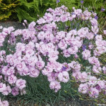 Grasanjer Pike's Pink - Dianthus plumarius