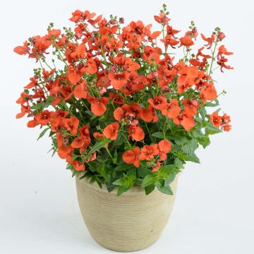 Diascia Breezee Plus Orange - Elfenspoor