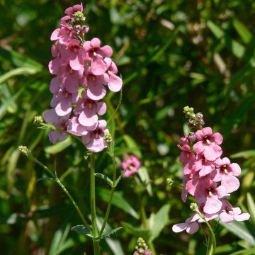Diascia personata - Elfenspoor