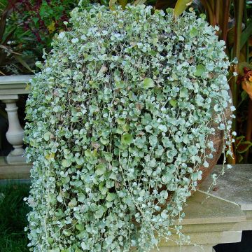 Dichondra Silver Falls - Zilveren dichondra