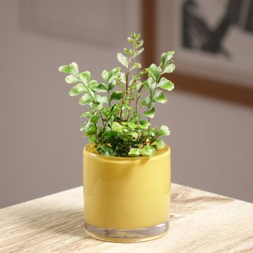 Didymochlaena truncatula - Mahonieboomvaren