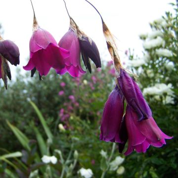 Dierama Blackberry Bells - Engelenhengel