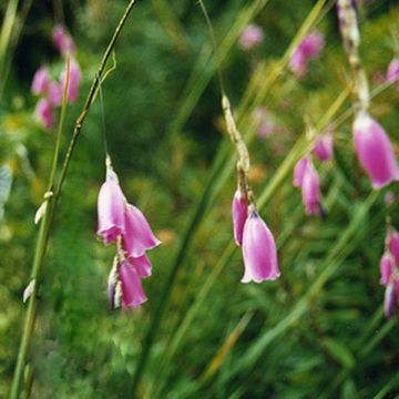 Dierama pulcherrimum - Engelenhengel