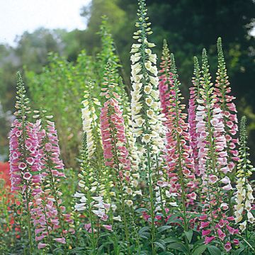 Digitalis purpurea - Vingerhoedskruid