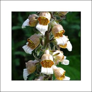 Digitalis lanata Café Crème - Wollig vingerhoedskruid