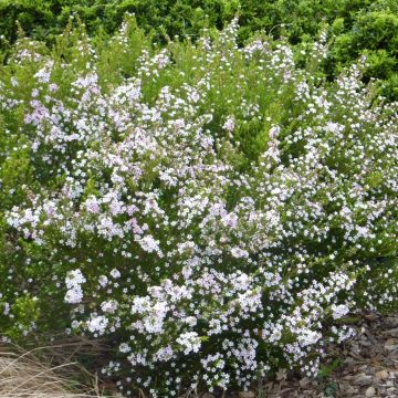 Diosma hirsuta Pink Fountain - Confettistruik