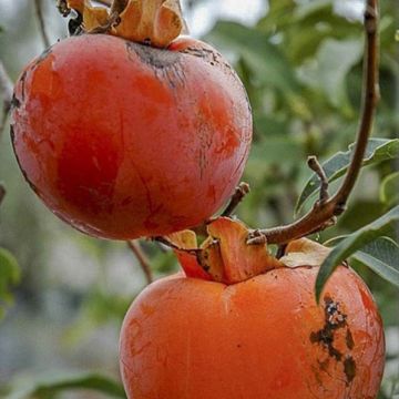 Kakiboom Cioccolatino