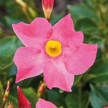 Dipladenia BELLA Roze - Mandevilla